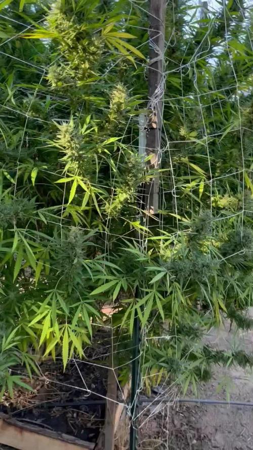 Apple fritter 2025 Barney’s