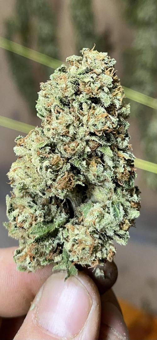 North fork 2025 organic goods. Week 24