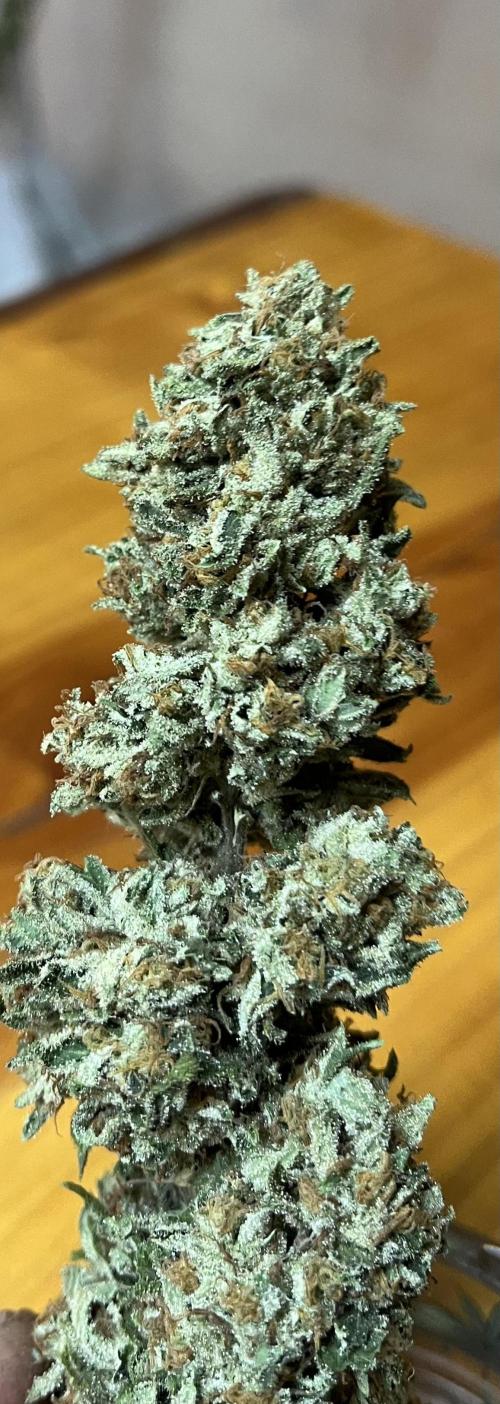 North fork 2025 organic goods. Week 24