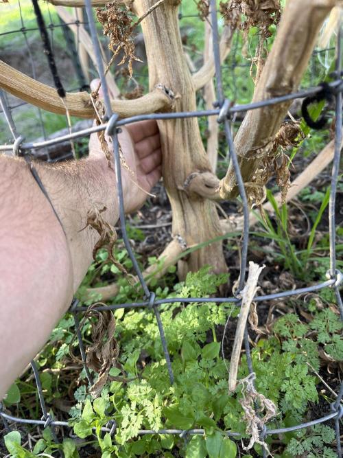 North fork 2025 organic goods. Week 24