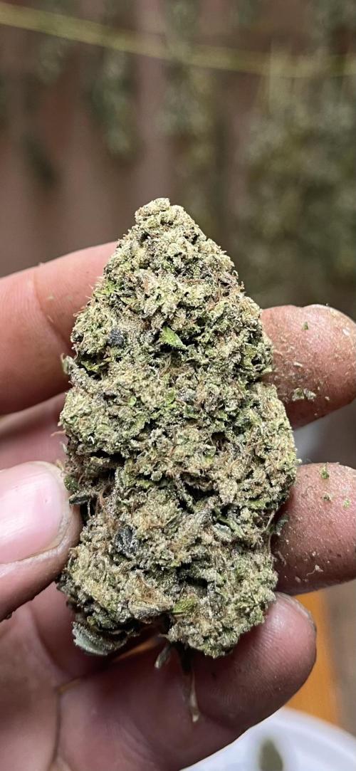 North fork 2025 organic goods. Week 24