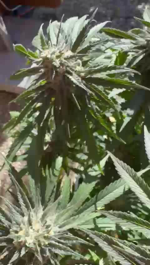 Panda + Delicious early