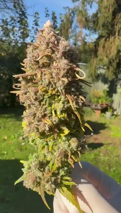 Panda + Delicious early