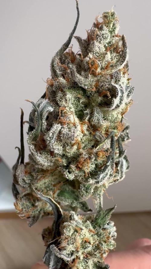 Panda + Delicious early