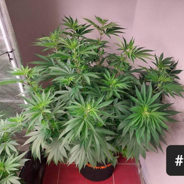 re:4 | Mimosa Evo. Week 6