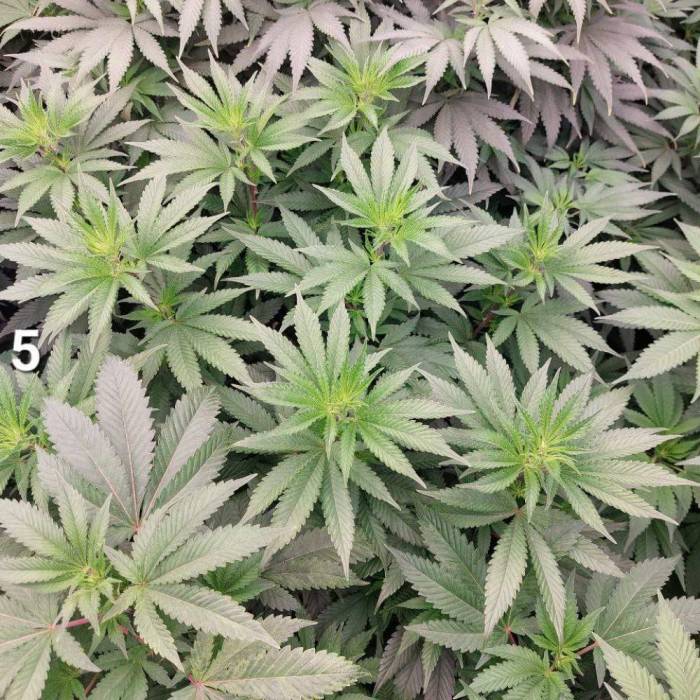 re:4 | Mimosa Evo. Week 7