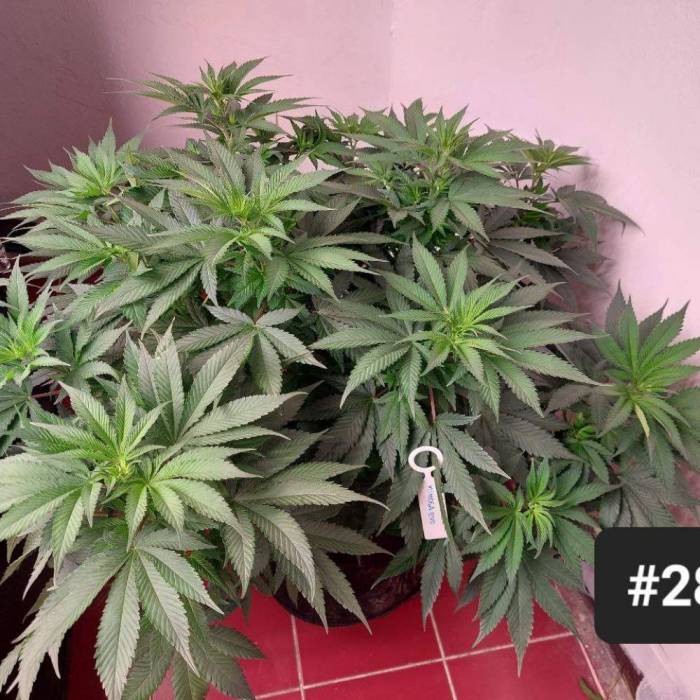 re:6 | Mimosa Evo. Week 6