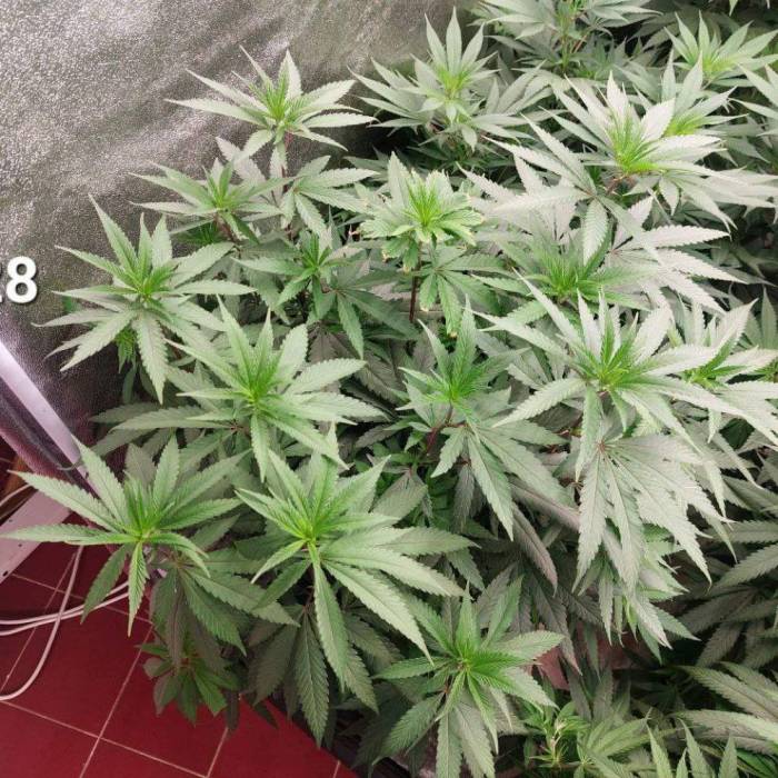 re:6 | Mimosa Evo. Week 7