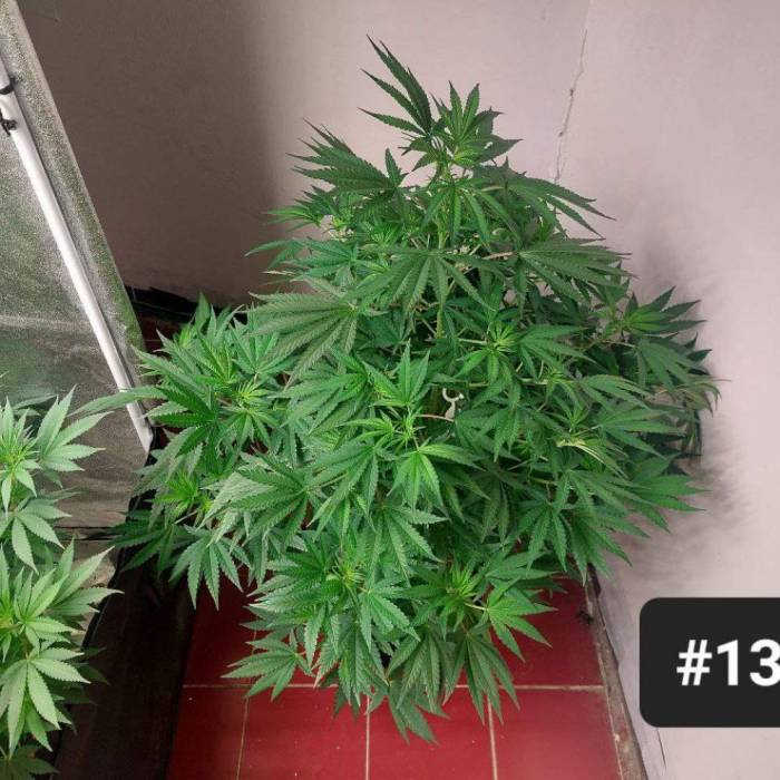 re:8 | Imperium X. Week 6