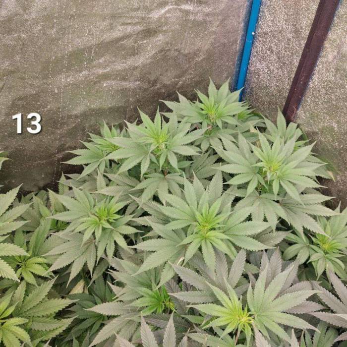 re:8 | Imperium X. Week 7