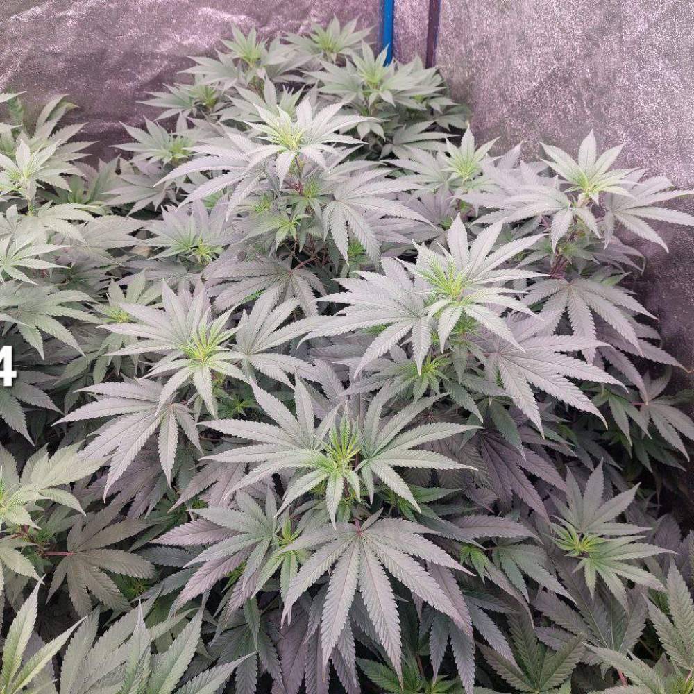 T.H.Seeds London Mint Cake grow journal by GunCannabee GrowDiaries