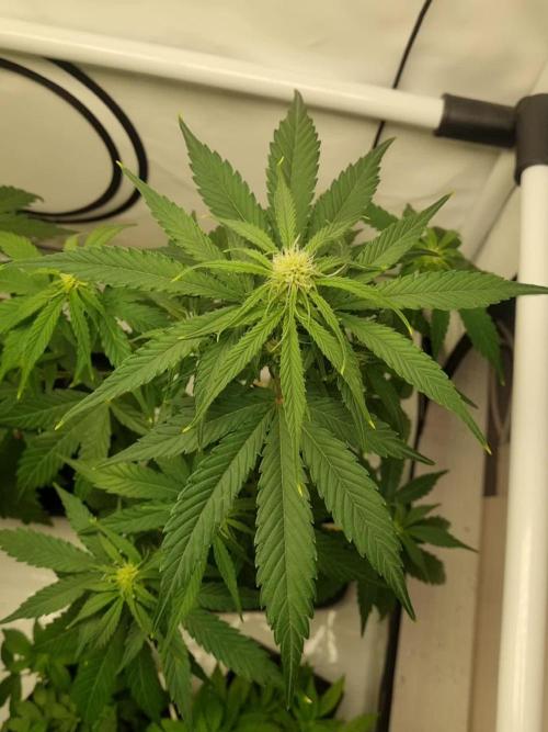 Growshow Autoflowers im Muttizelt