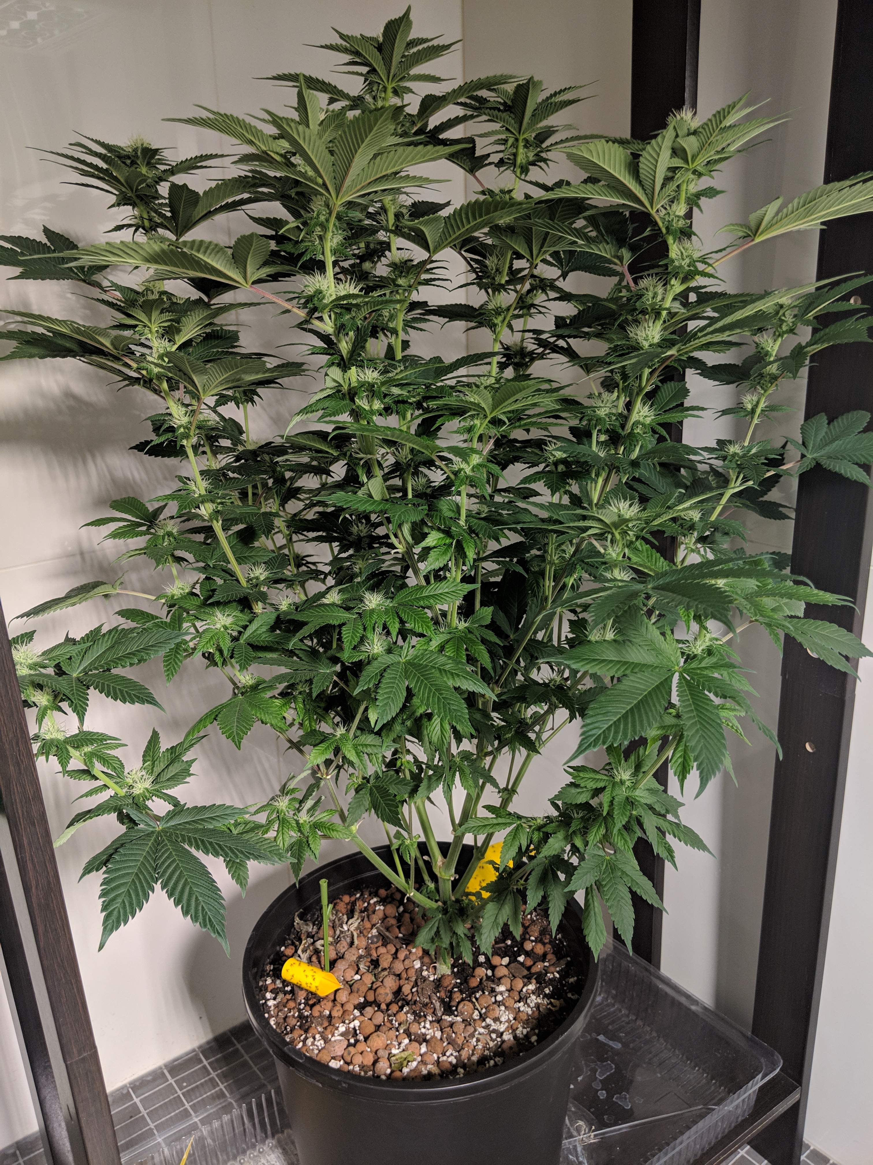 Growers Choice Seeds Gorilla Glue Autoflowering grow diary (journal