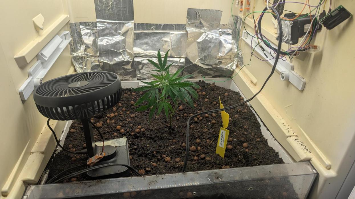 Flowerfridge. Week 1