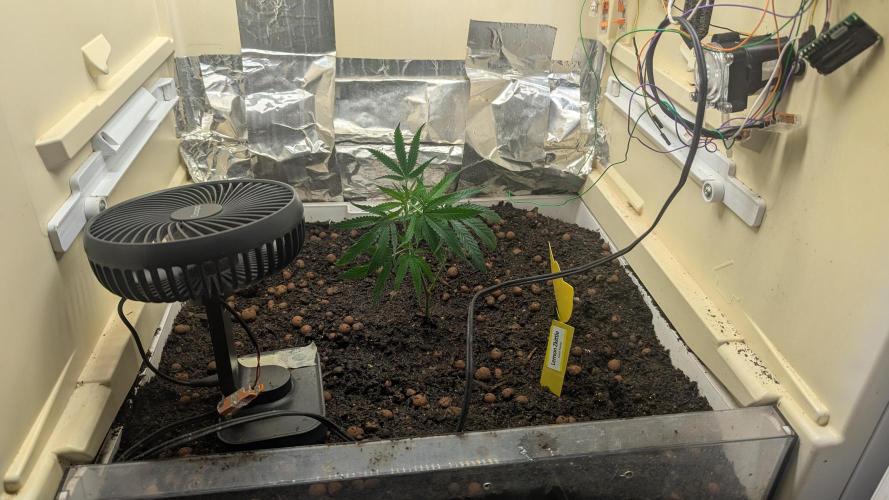 Flowerfridge. Week 1