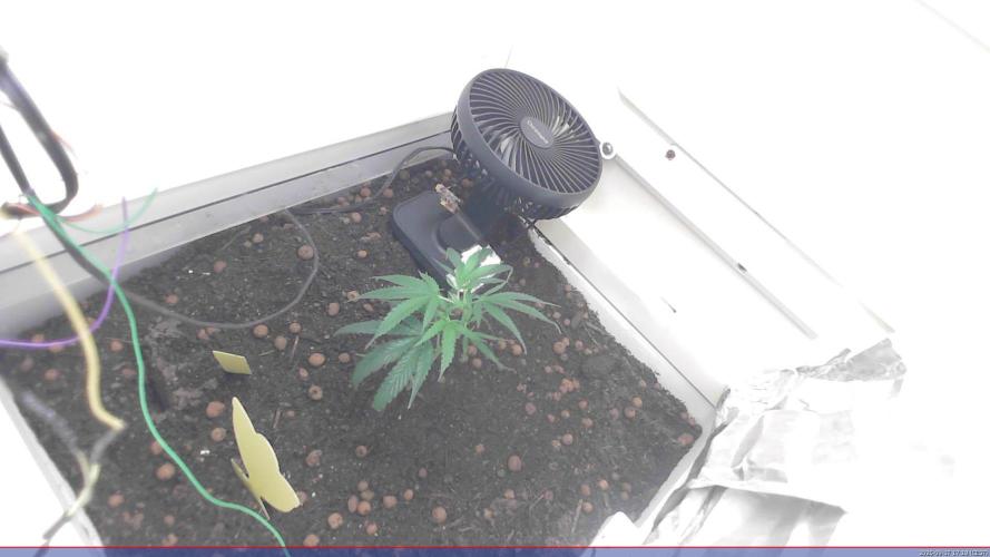 Flowerfridge. Week 1