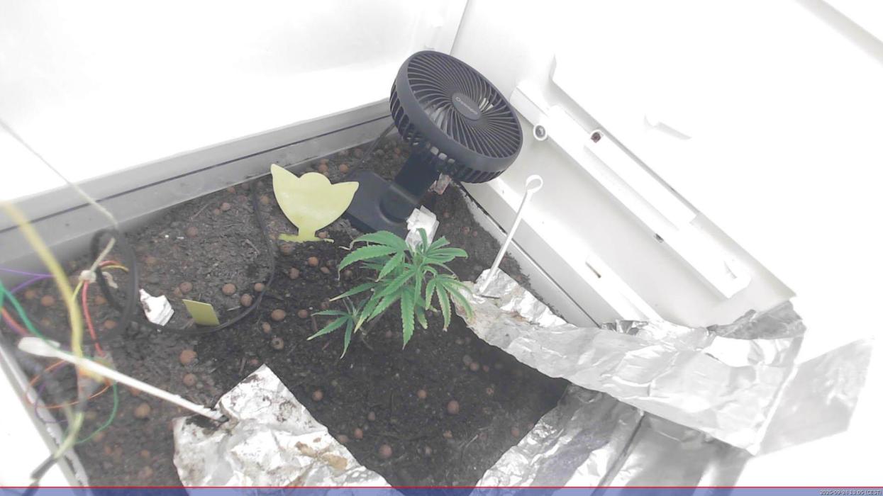 Flowerfridge. Week 2