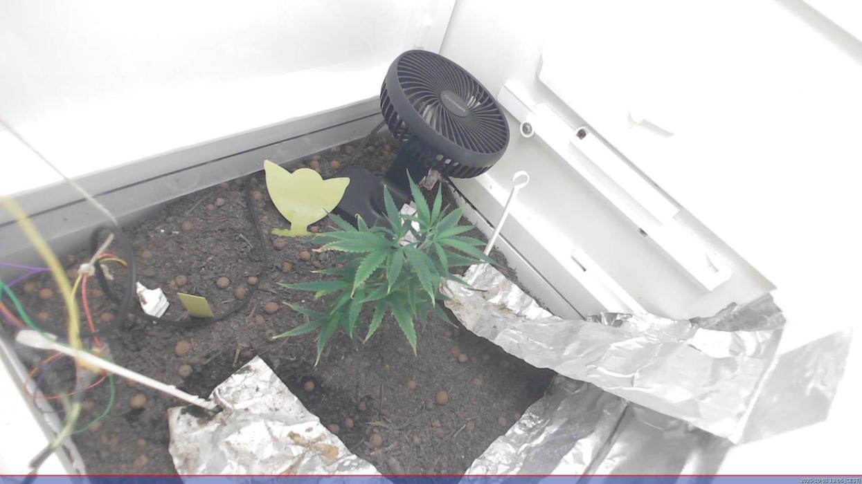 Flowerfridge. Week 3