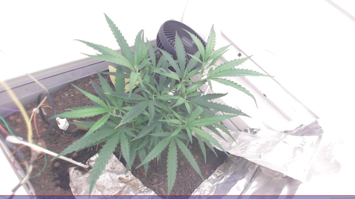 Flowerfridge. Week 4