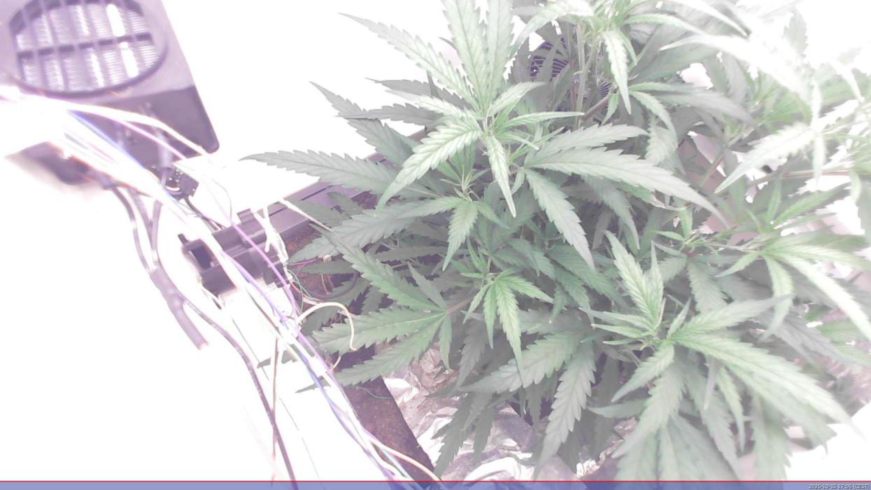 Flowerfridge. Week 5