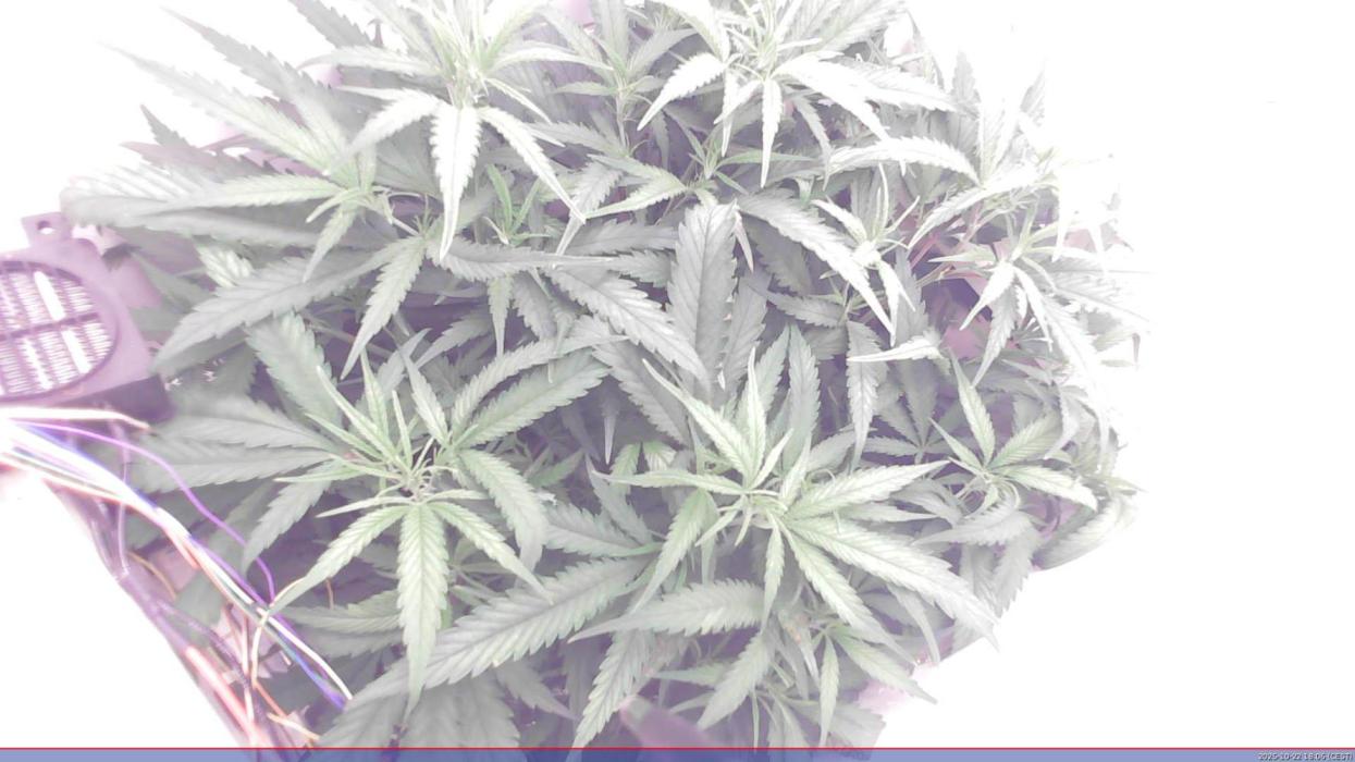 Flowerfridge. Week 6