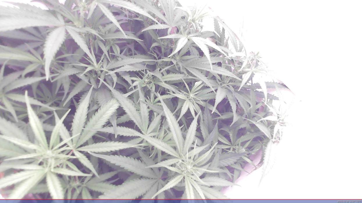 Flowerfridge. Week 7