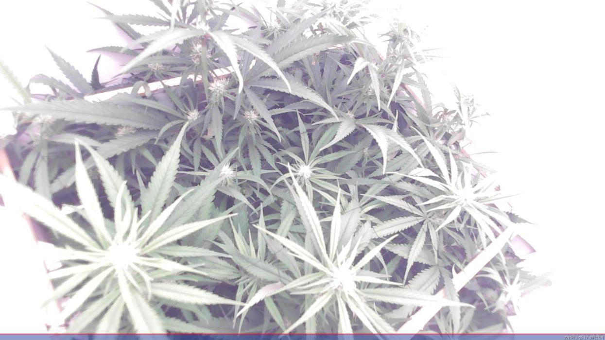 Flowerfridge. Week 8