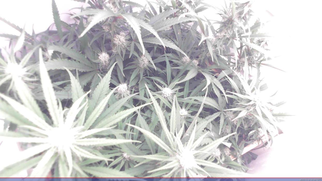 Flowerfridge. Week 9