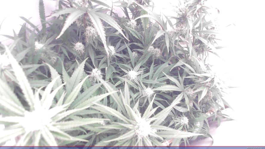 Flowerfridge. Week 10