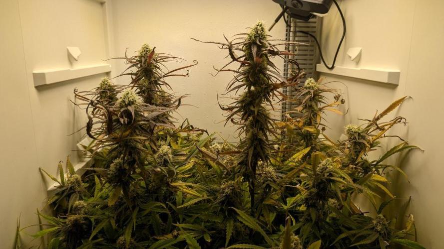 Flowerfridge. Week 10