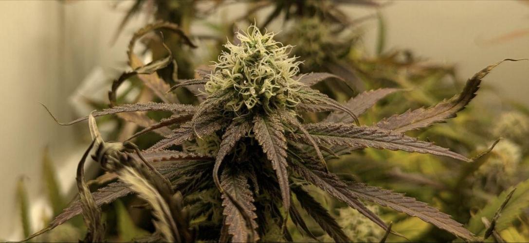 Flowerfridge. Week 10