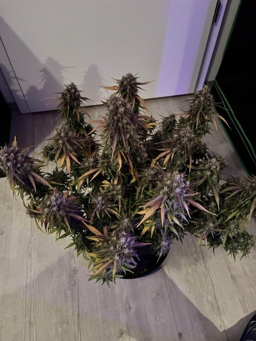 Fast Buds Strain Mix Auto. Week 12 - Done! Day 77