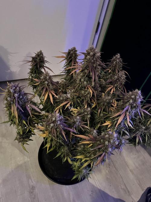 Fast Buds Strain Mix Auto. Week 12 - Done! Day 77