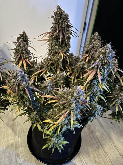 Fast Buds Strain Mix Auto. Week 12 - Done! Day 77