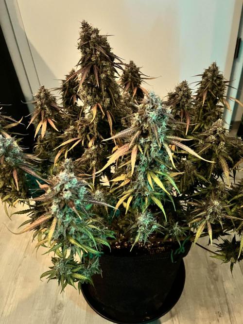 Fast Buds Strain Mix Auto. Week 12 - Done! Day 77