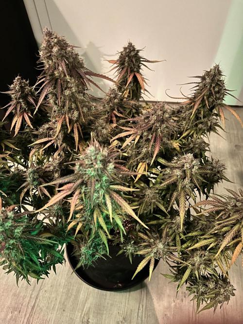 Fast Buds Strain Mix Auto. Week 12 - Done! Day 77
