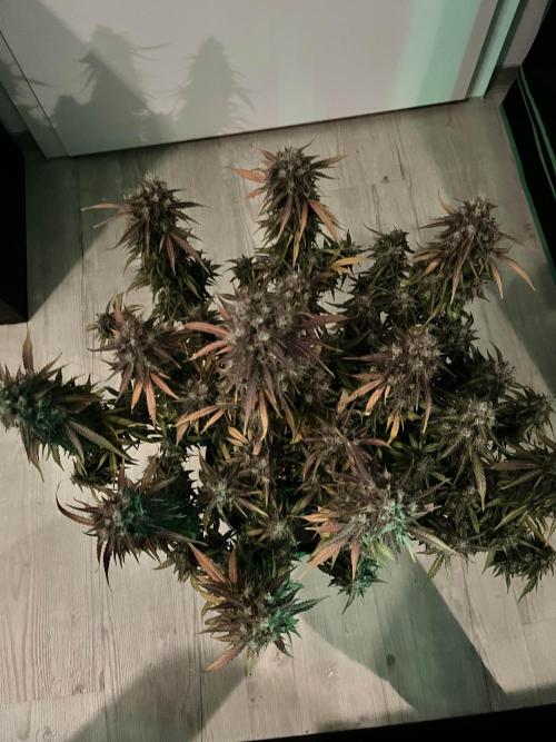 Fast Buds Strain Mix Auto. Week 12 - Done! Day 77