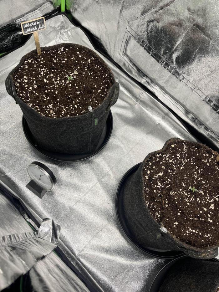 [GER] FastBuds x Original Sensible Seeds. Week 1 - Day 1