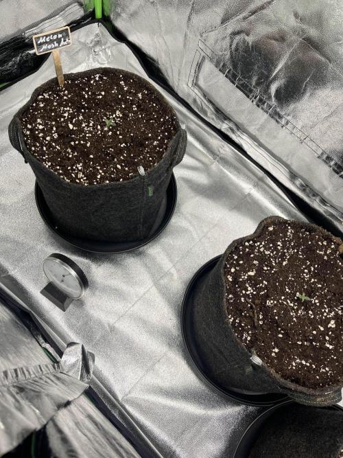 [GER] FastBuds x Original Sensible Seeds. Week 1 - Day 1