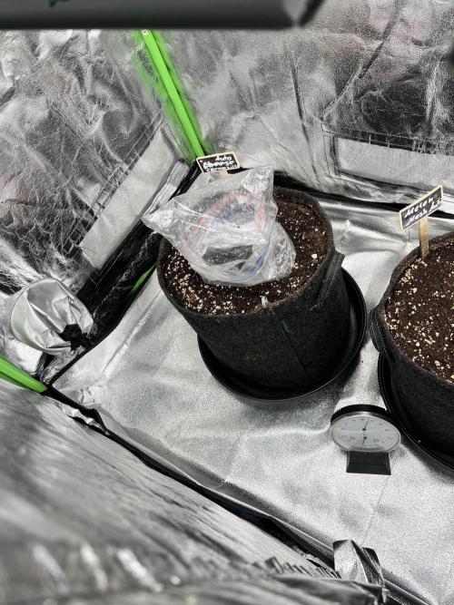 [GER] FastBuds x Original Sensible Seeds. Week 1 - Creamzilla, die neue Sorte, anstatt Cheese. Die ist leider nicht gekeimt.