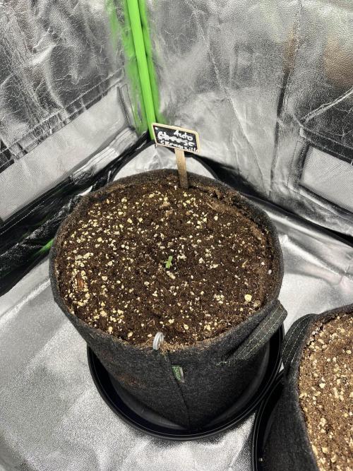 [GER] FastBuds x Original Sensible Seeds. Week 1 - Creamzilla jetzt auch am Start!
