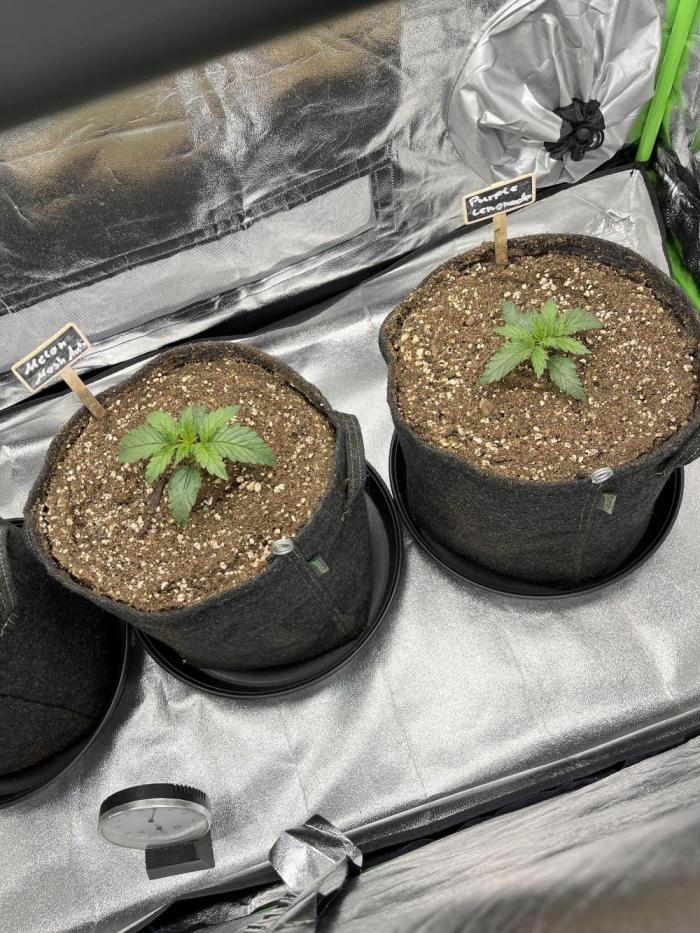 [GER] FastBuds x Original Sensible Seeds. Week 2 - Day 8