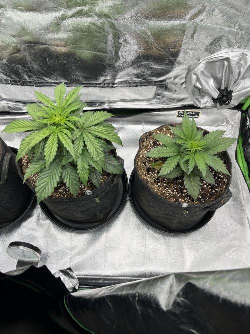 [GER] FastBuds x Original Sensible Seeds. Week 3 - Day 16