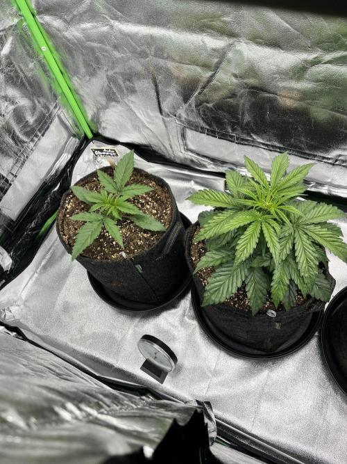 [GER] FastBuds x Original Sensible Seeds. Week 3 - Day 16 - links pflanze ist in der woche 2.