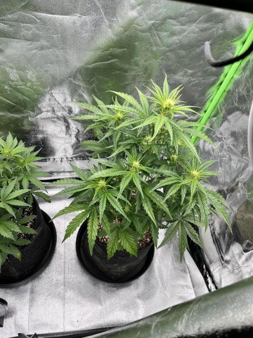 [GER] FastBuds x Original Sensible Seeds. Week 4 - Day 24