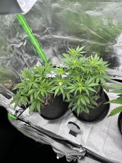 [GER] FastBuds x Original Sensible Seeds. Week 4 - Day 24 - Linke pflanze in Woche 3