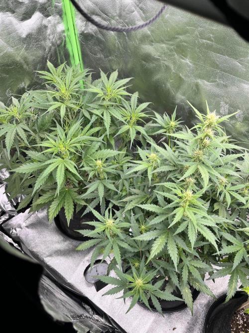 [GER] FastBuds x Original Sensible Seeds. Week 5 - Day 31