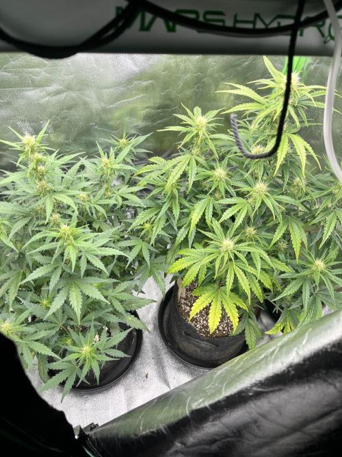 [GER] FastBuds x Original Sensible Seeds. Week 5 - Day 31