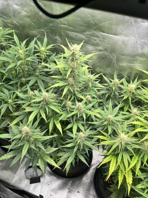 [GER] FastBuds x Original Sensible Seeds. Week 6 - Day 38