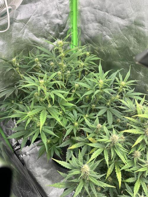 [GER] FastBuds x Original Sensible Seeds. Week 6 - Day 38